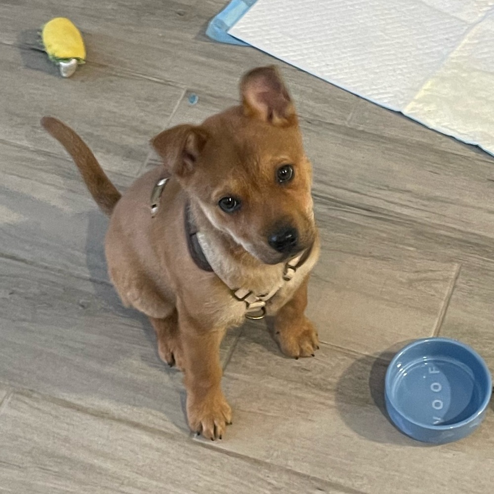 Puppy Warning - Picture 6 of 7